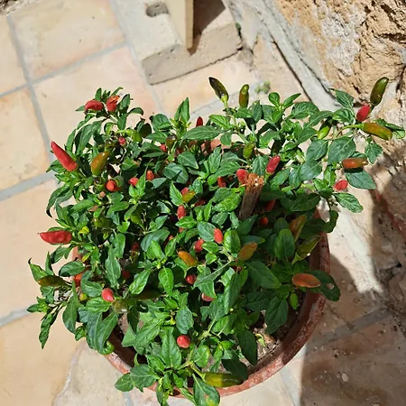 לינה וארוחת בוקר U Bagghiu פאצ'קו